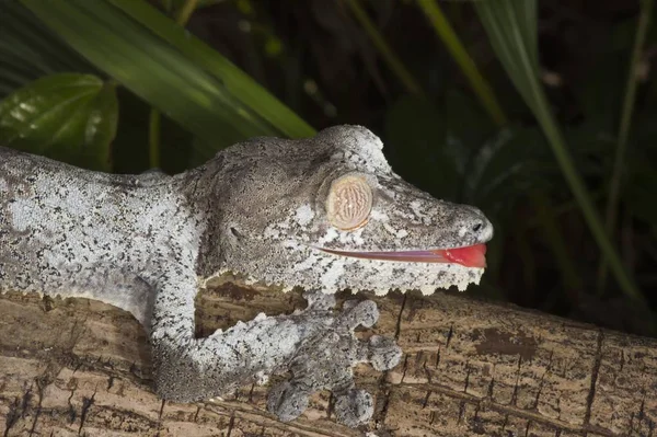 马达加斯加 叶尾壁虎 Uroplatus Fimbriatus — 图库照片