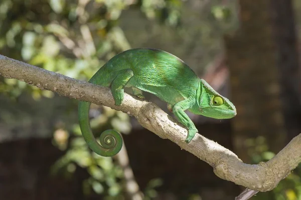 Kameleon Proboszcza Calumma Parsonii Madagaskar Afryka — Zdjęcie stockowe