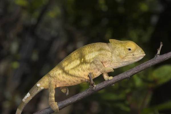 Parson Chameleon Calumma Parsonii Young Madagascar Africa — 스톡 사진