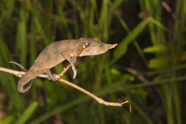 Blade Chameleon Calumma Gallus Macho Madagascar Africa — Foto de Stock