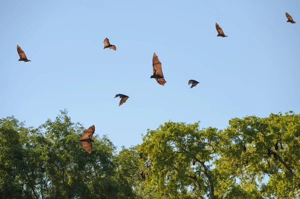 Madagáscar Foxes Voadoras Pteropus Rufus Voo Província Toliara Madagáscar África — Fotografia de Stock