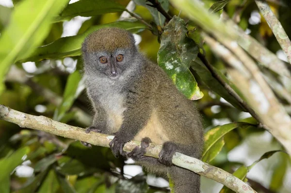 Östlig Mindre Bambu Lemur Hapalemur Griseus Andasibe Mantadia Nationalpark Madagaskar — Stockfoto