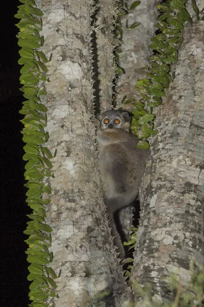 Lemur Rato Cinzento Avermelhado Microcebus Griseorufus Num Polvo Província Toliara — Fotografia de Stock