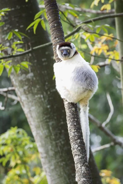 Verreaux Sifaka Propithecus Verreauxi Toliara Eyaleti Madagaskar Afrika — Stok fotoğraf