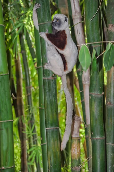 Coquerel Sifaka Propithecus Coquereli Madagascar Africa — стоковое фото