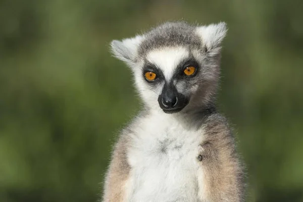 Lemur Cola Anillada Lemur Catta Provincia Toliara Madagascar África — Foto de Stock