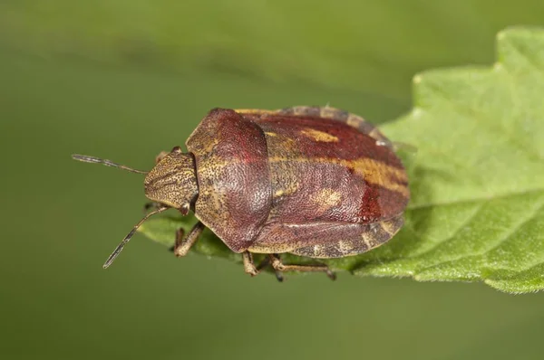 Shield Bug Species Closeup View — Stock Photo, Image
