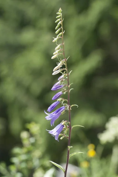 Creeping Bellflower Rover Bellflower Campanula Rapunculoides Baden Wrttemberg Germany Europe — Stock Photo, Image