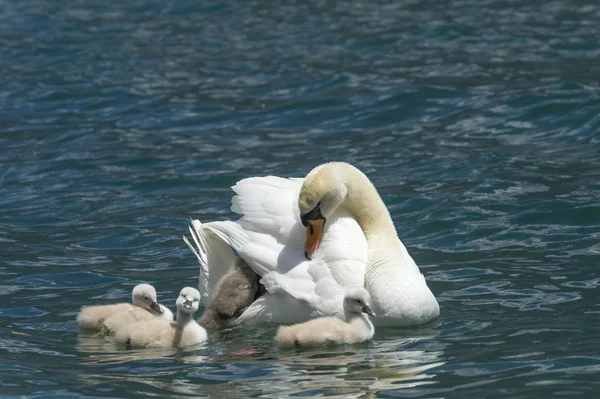 Mute Swan Med Unge Gardasøen Italien Europa - Stock-foto