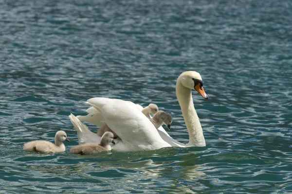 Cygne Muet Avec Jeune Lac Garde Italie Europe — Photo