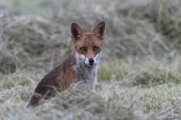 Червоний Лис Vulpes Vulpes Північний Гессен Гессен Німеччина Європа — стокове фото