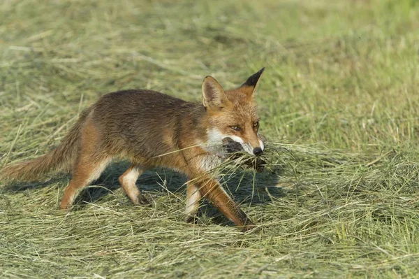 Zorro Rojo Vulpes Vulpes Con Presa Hesse Del Norte Hesse — Foto de Stock