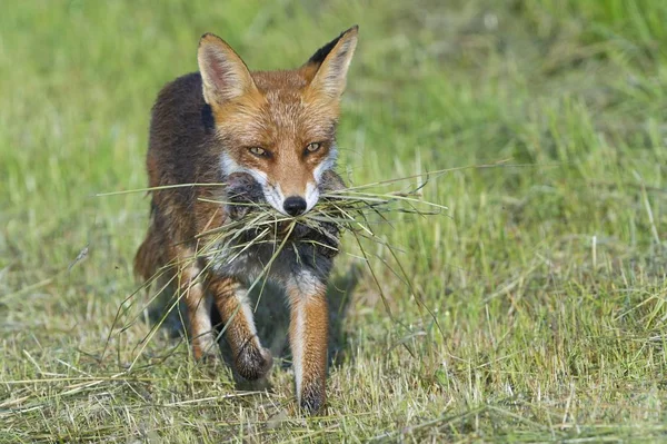 Zorro Rojo Vulpes Vulpes Con Presa Hesse Del Norte Hesse — Foto de Stock