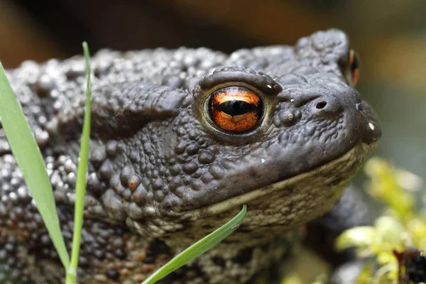 Κοινός Βάτραχος Bufo Bufo Περιοχή Της Λίμνης Μεκλεμβούργου Μεκλεμβούργο Strelitz — Φωτογραφία Αρχείου