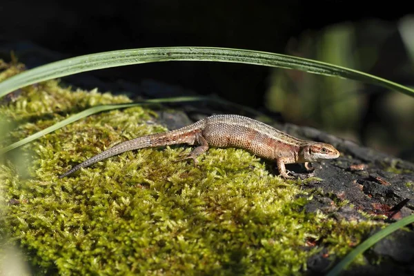 Viviparous Lizard Zootoca Vivipara Biotope Sunbathing Mecklenburg Lake District Mecklenburg — Stock Photo, Image
