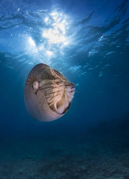 Nautilus Nautilus Belauensis 大洋洲 — 图库照片