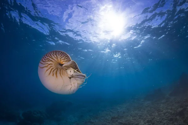 Nautilus Nautilus Belauensis Palau Oceanië — Stockfoto