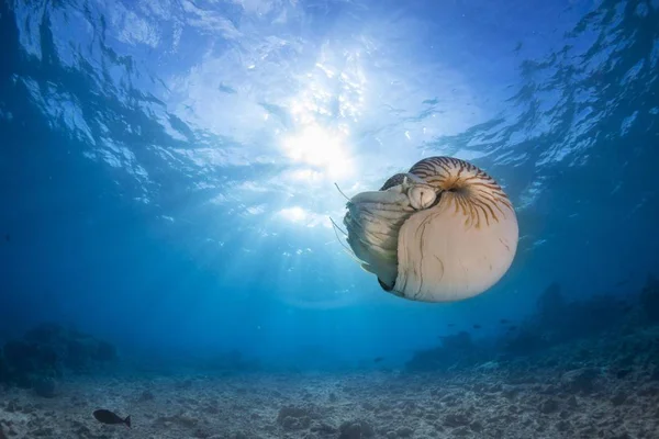 Nautilus Nautilus Belauensis Palau Oceanië — Stockfoto