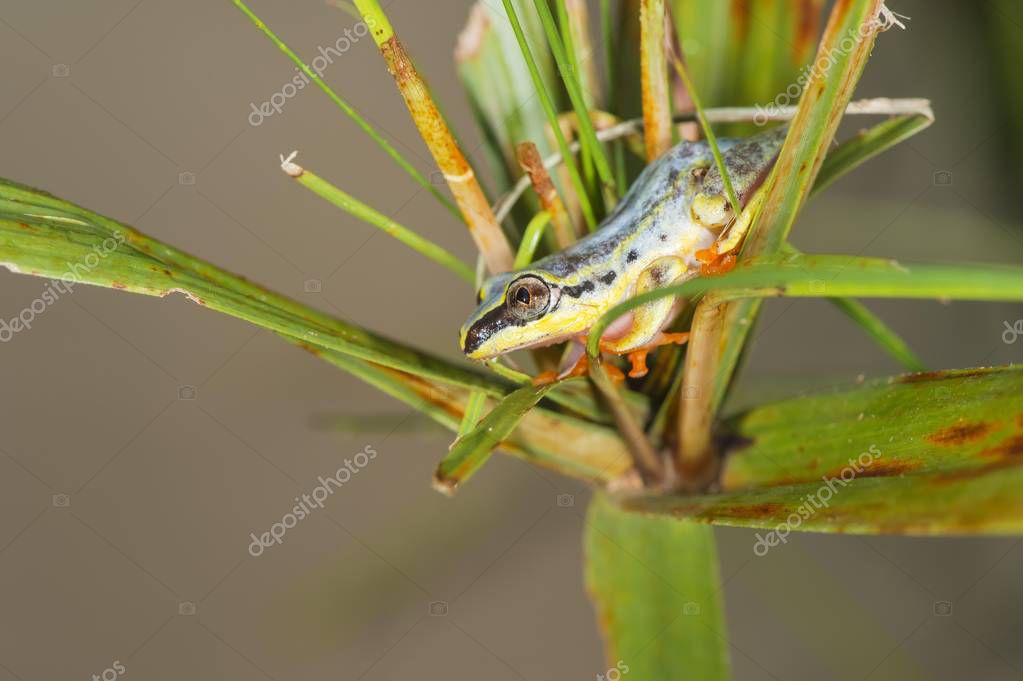 imagebrokermicrostock