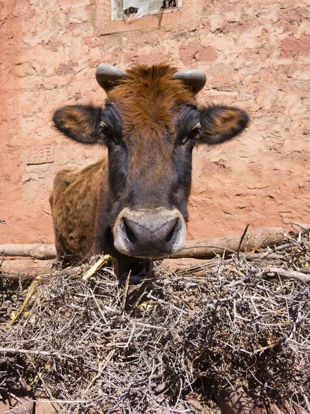 Mucca Fronte Una Casa Fango Villaggio Anammer Adobe Valle Ourika — Foto Stock