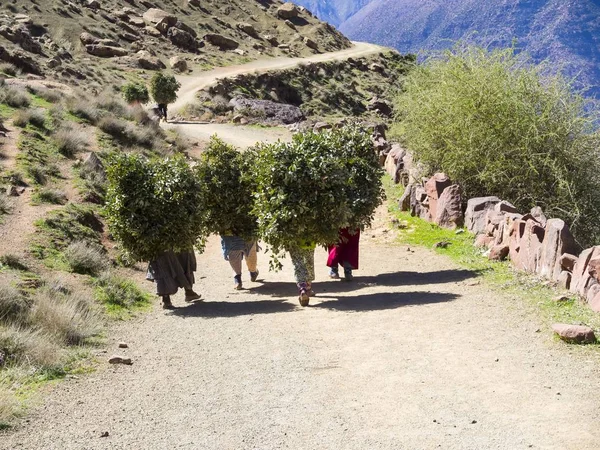 Women carrying heavy loads on a path in the Atlas Mountains, in the mud-brick village of Anammer, Ourika Valley, Marrakech-Tensift-Al Haouz, Morocco, Africa