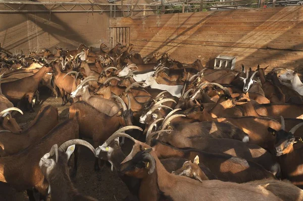 Прописані Молочні Кози Чекають Щоб Доїли Хліві Органічній Козячій Фермі — стокове фото