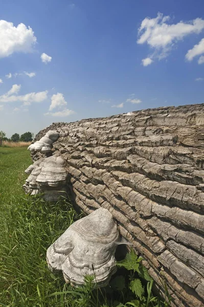 Grzyb Tężcowy Fomes Fomentarius Wyrąbionej Topoli Populus Meklemburgia Pomorze Przednie — Zdjęcie stockowe