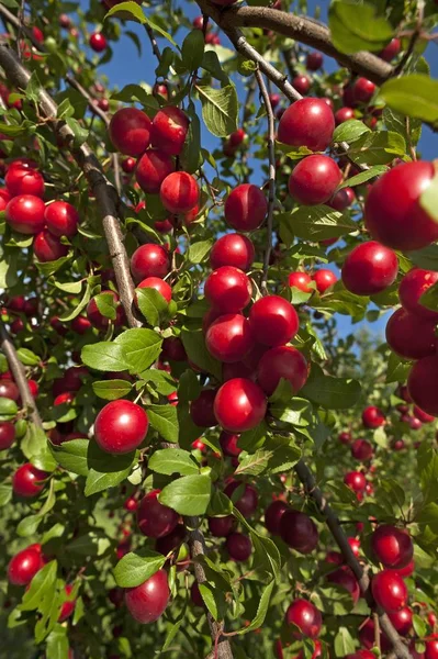 Ripe Cherry Plums Або Myrobalan Plums Prunus Cerasifera Дереві Баварія — стокове фото