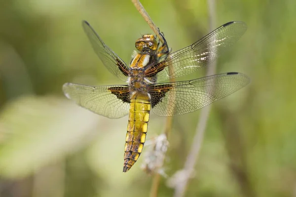 Broad Bodied Chaser Libellula Depressa Hembra Sobre Tallo Vegetal Muerto — Foto de Stock