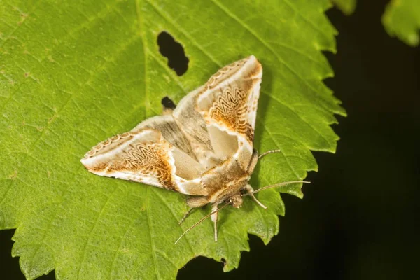 Buff Arches Moth Habrosyne Pyritoides Φύλλο Νότια Ουαλία Ηνωμένο Βασίλειο — Φωτογραφία Αρχείου