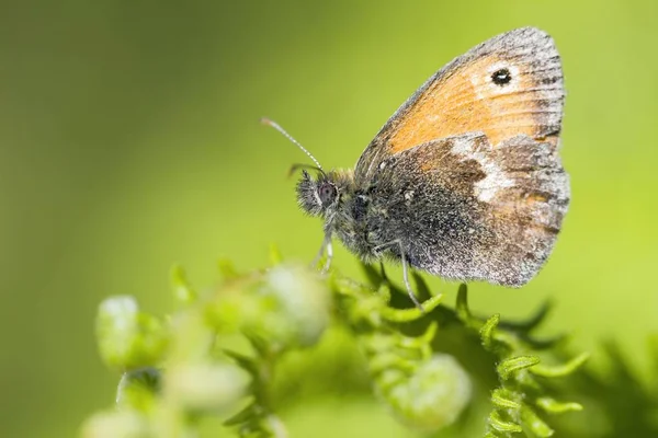 Small Heath Butterfly Coenonympha Pamphilus Brakken Frond Güney Galler Birleşik — Stok fotoğraf