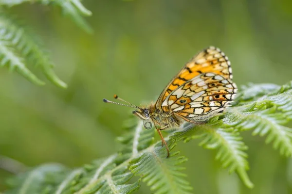 Small Pearl Bordered Fritillary Butterfly Boloria Selene Bracken Frond South — Stock Photo, Image