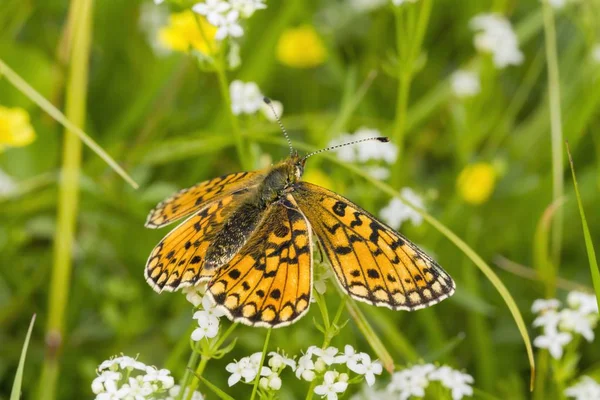 Kleiner Perlumrandeter Schmetterling Boloria Selene Gras Südwales Vereinigtes Königreich Europa — Stockfoto