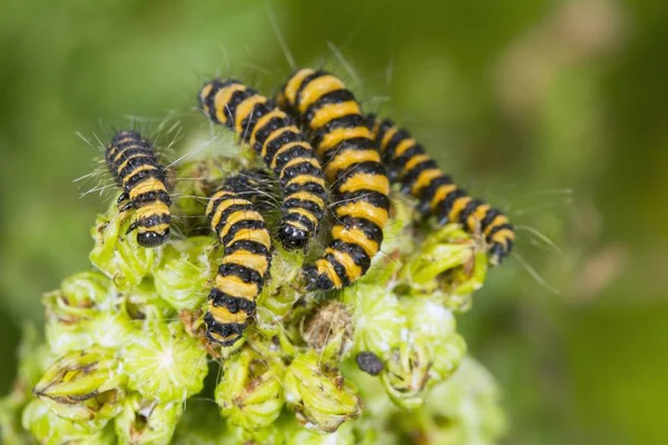 Cinnabar Moth Tyria Jacobaeae Caterpillars Feeding Ragwort Jacobaea Vulgaris South — Stock Photo, Image