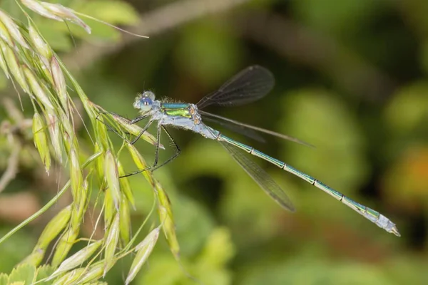 Emerald Damselfly Lestes Sponsa Male Grass Stem South Wales United — 스톡 사진