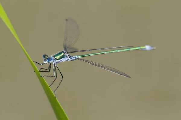 Emerald Damselfly Lestes Sponsa Самец Стебле Травы Южный Уэльс Великобритания — стоковое фото