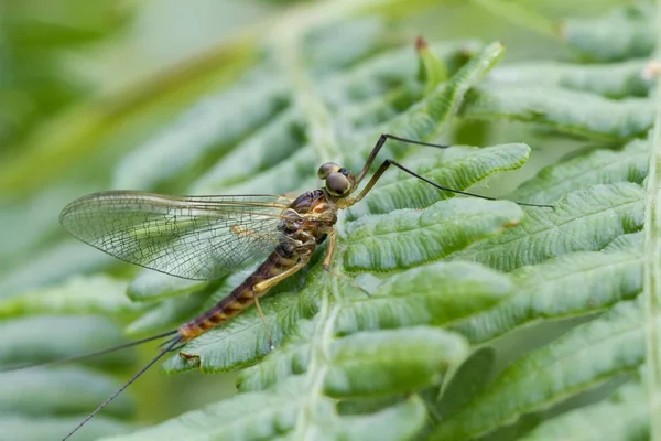 Mayfly Ephemeridae Male Bracken Frond South Wales United Kingdom Europe — Stock Photo, Image