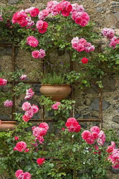 Rambler Roses Lavender Historic Centre Braunfels Hesse Germany Europe — Stock Photo, Image