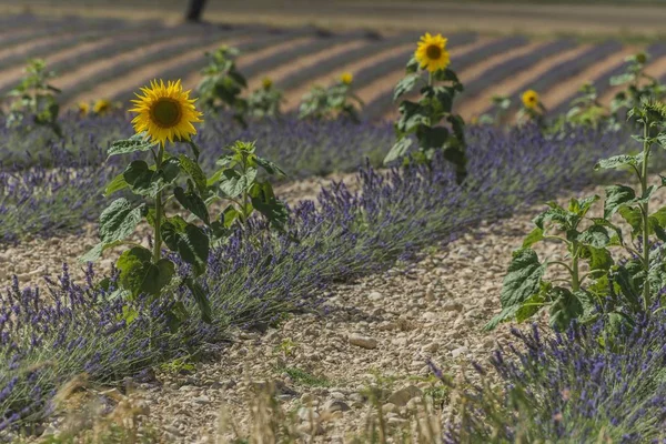 Słonecznik Lawenda Kwitnące Valensole Plateau Valensole Departament Alpes Haute Provence — Zdjęcie stockowe