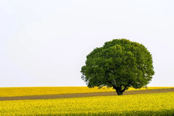 Árbol Campo Rape Brassica Napus Pfaffenhausen Unterallgu Bavaria Alemania Europa —  Fotos de Stock