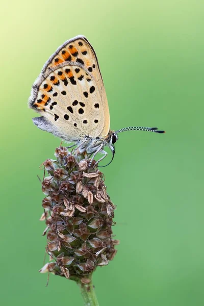 Cuivre Suie Lycaena Tityrus Hesse Nord Hesse Allemagne Europe — Photo