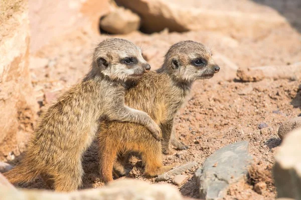 Deux Jeunes Suricates Suricata Suricatta Prisonniers Hesse Nord Hesse Allemagne — Photo