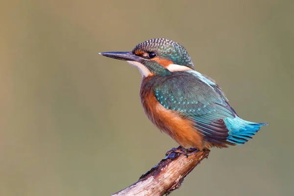 Jeune Oiseau Kingfisher Sur Perche — Photo