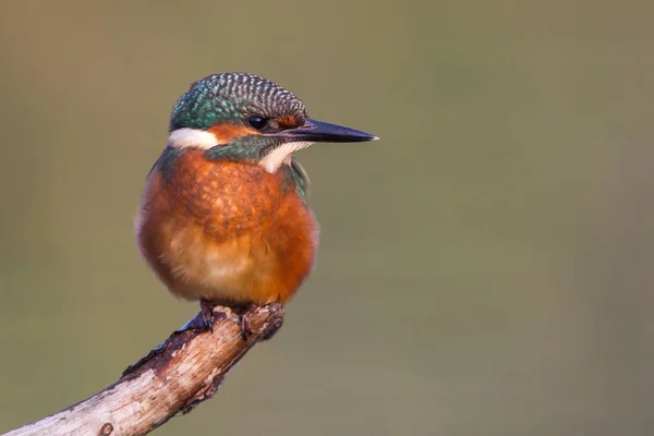 Jovem Kingfisher Pássaro Poleiro — Fotografia de Stock