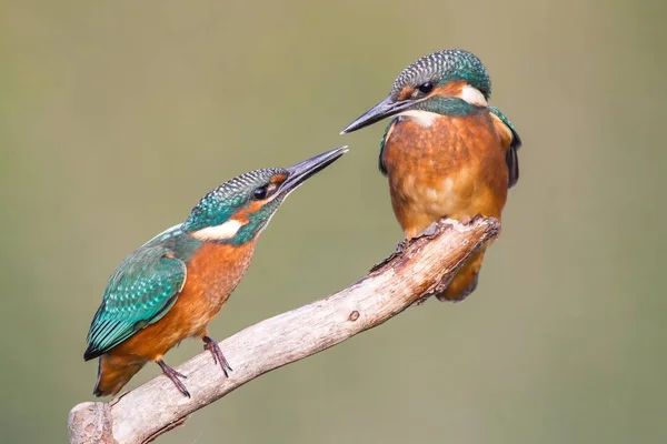 Due Giovani Uccelli Kingfishers — Foto Stock