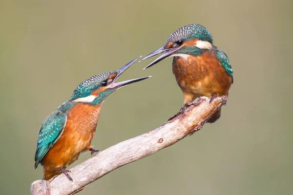 Due Giovani Uccelli Kingfishers — Foto Stock