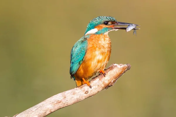 Küçük Kingfisher Kuşu Dalda — Stok fotoğraf