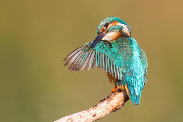 Kleiner Eisvogel Auf Ast — Stockfoto