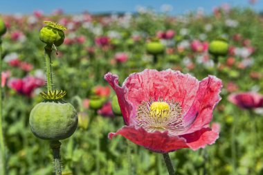 Opium Poppy (Papaver somniferum), flower and flower buds clipart
