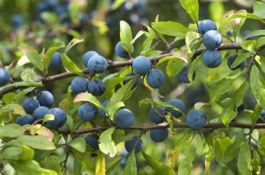 Ripe sloes (Prunus spinosa) on branch, Bavaria, Germany, Europe clipart